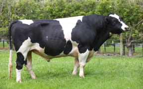 Beamer has fathered more than 170,000 dairy cows.