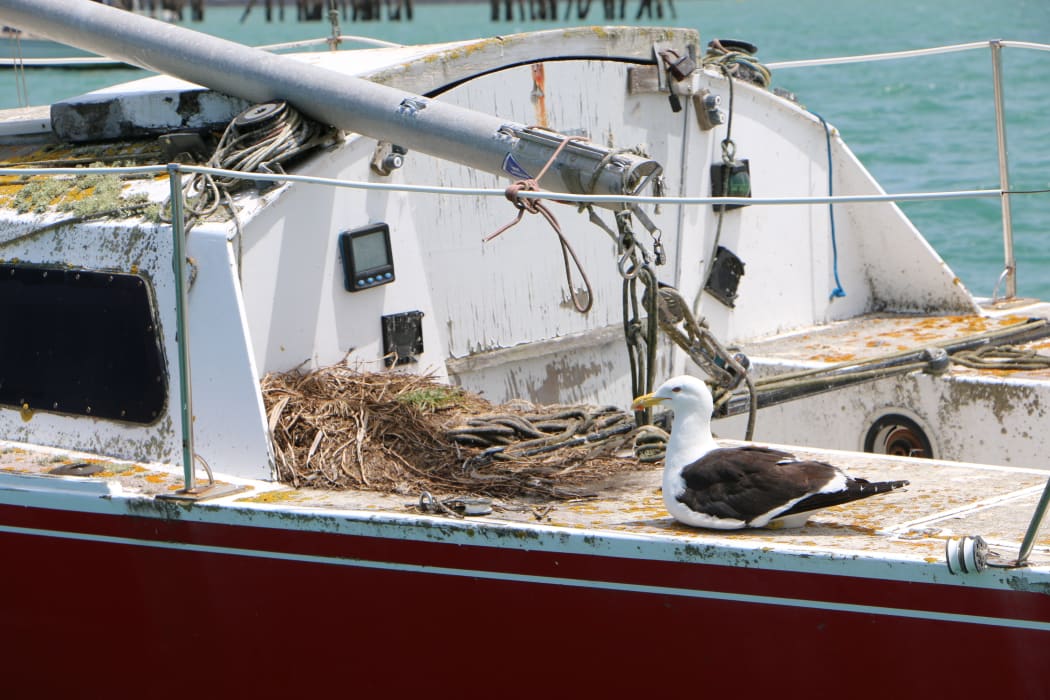 An abandoned boat in the Auckland Harbour.