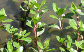 The presence of alligator weed at Te Awa Lakes is the largest upstream infestation on the Waikato River and if unmanaged has the potential to be a significant point source for it getting into the river.