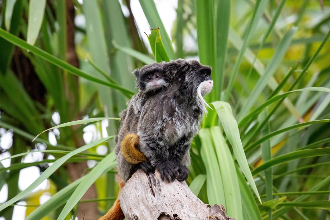 Emperor Tamarins at Auckland Zoo