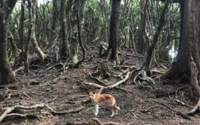 Whānau say pestes are 'eating the forest from the inside out' at Raukūmara.