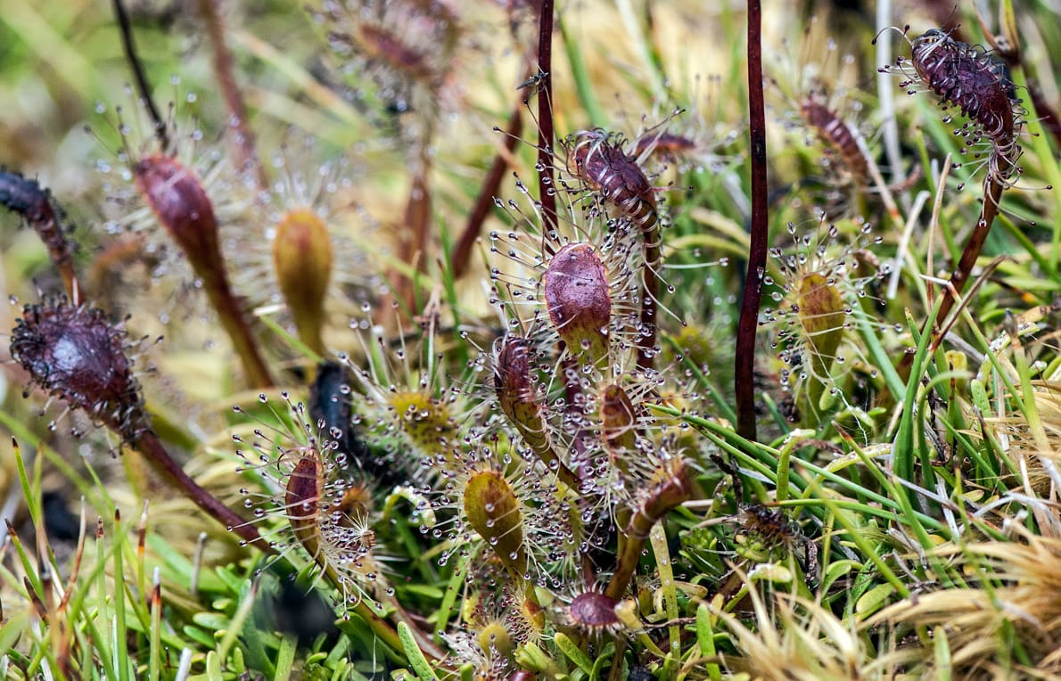 The carnivorous Sundew plant, Drosera  Stenopetala