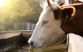Close up of cow drinking water from reservoir on farm