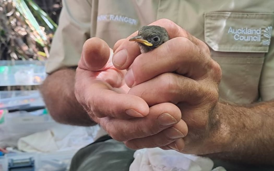 A hihi chick with an unimpressed expression on its tiny face in the hands of an Auckland Council ranger.