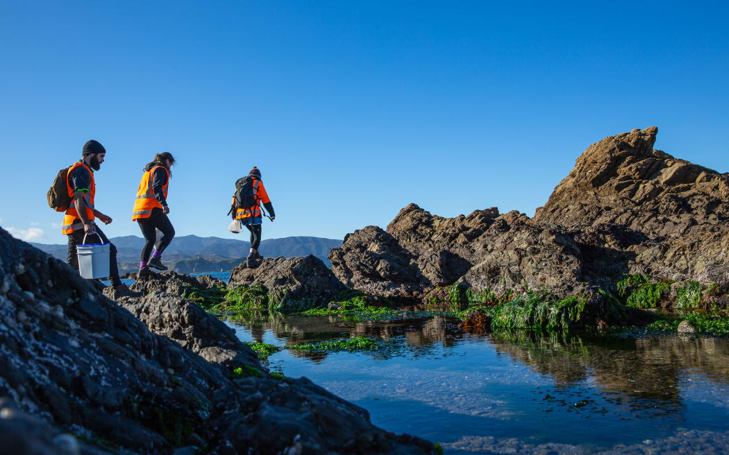 The effort to make Miramar Peninsula predator-free involves getting rid of stoats, possums and stoats in every nook and cranny on the peninsula, right down to high tide mark on the Cook Strait coast.