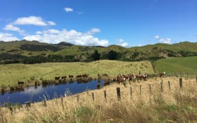 Cattle on a Wairarapa farm