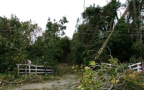 Most roads have been cleared of fallen trees.
