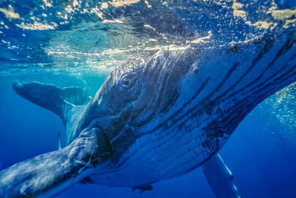 A close encounter with a Humpback calf.