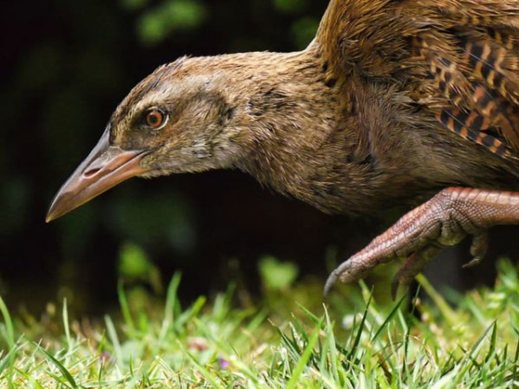 Weka