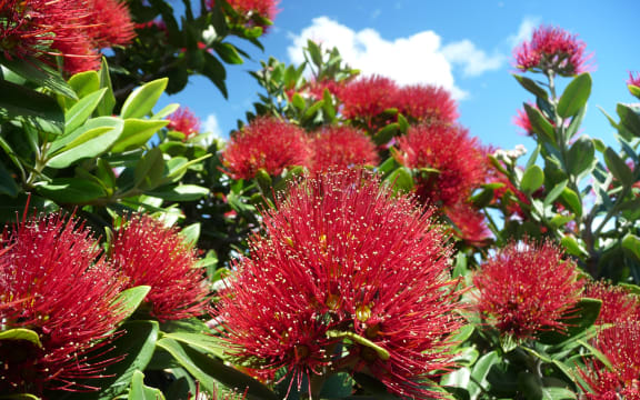 Metrosideros excelsa (pohutukawa). Sumner, Christchurch. Photo: Â© Murray Dawson