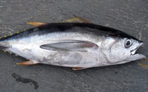 A Yellow Fin Tuna