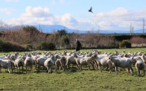 A Year on the Farm Country Life series with Alistair & Genna Bird