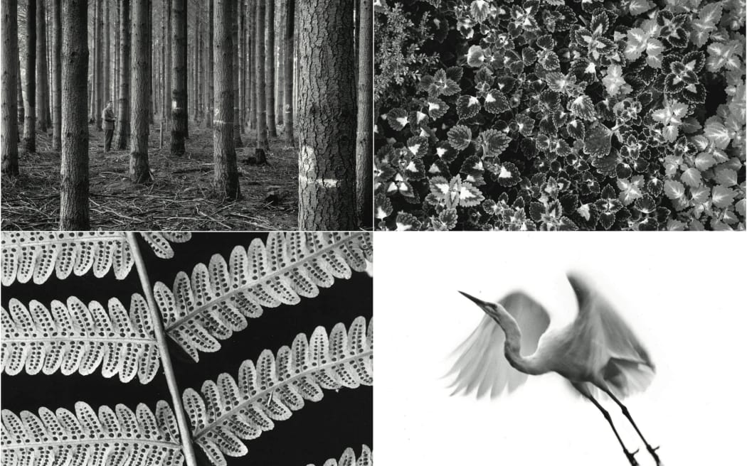 A collage of photos taken by John Johns, the first official photographer for NZ Forest.