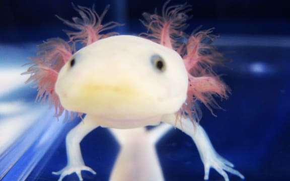 An axolotl salamander in the Whited Labs.