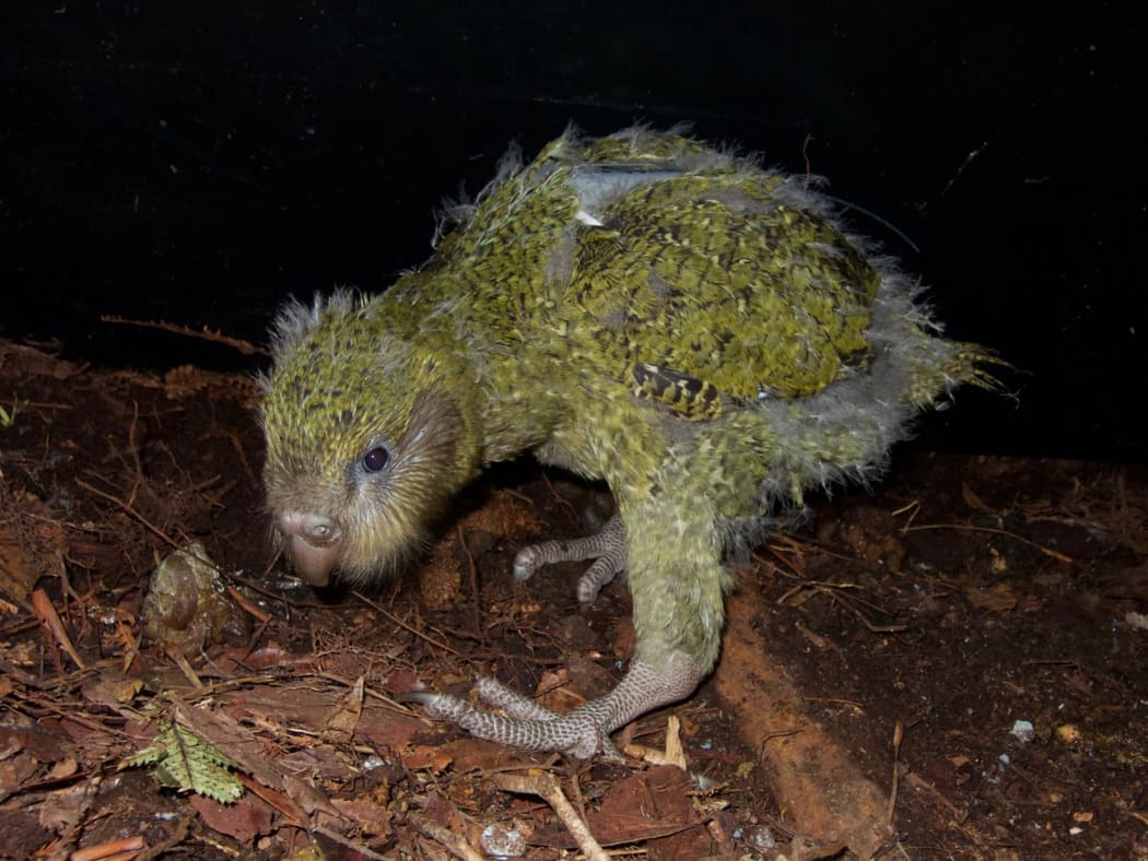 Young kākāpō with a transmitter