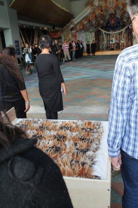 The korowai (cloak) is brought into the meeting house at Te Papa.