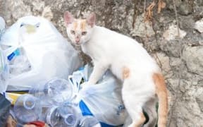 Stray cat