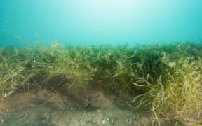 Invasive caulerpa in Omākiwi Cove.