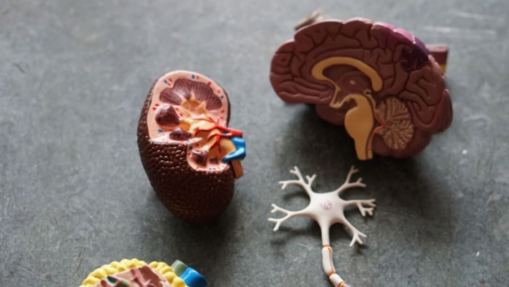 Brain model