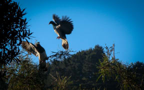Photo from - Otari-Wilton's Bush 2012 Photo Competition held by WCC