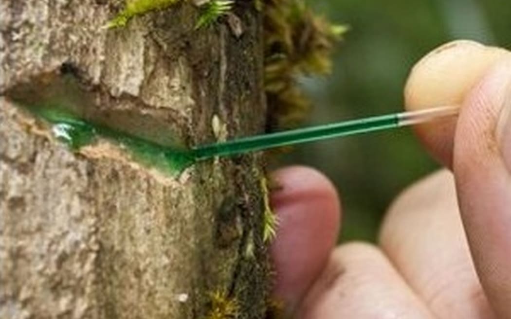 The phloem sap of Phyllantus balgooyi. The green color is due to the high nickel concentration in the sap.