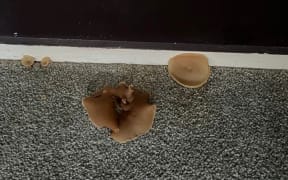 The main bedroom of a rental property had an ongoing leak, with the dampness so persistent that mushrooms appeared on the carpet causing a "foul odour".