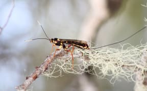 Giant Ichneumonid Wasp