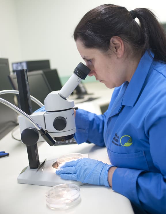 Nicola Mauchline working in a secure research lab on the bacterial kiwifruit disease Psa.