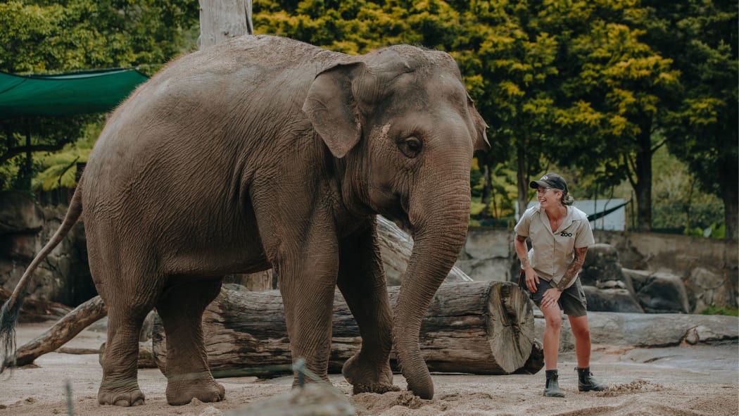 Auckland Zoo elephant keeper Emma with Asian elephant Burma.