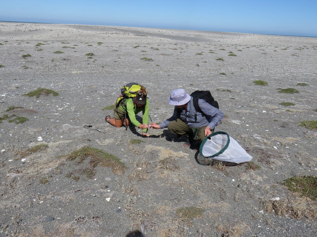 DOC Ranger Inga Booiman and Manaaki Whenua - Landcare Research taxonomist Robert Hoare search for the Kiwaia ‘Cloudy Bay’ moth. The grey-brown plant patches are the moth’s host plant Raoulia australis.
