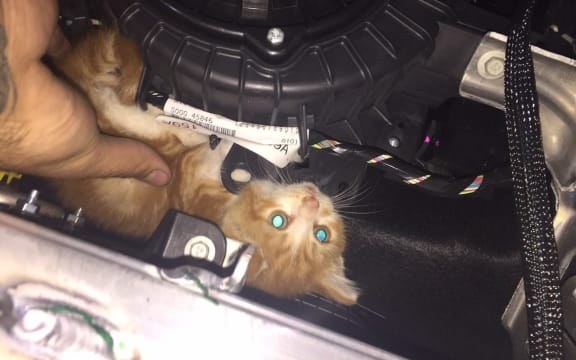 After being rescued, Maioro was later found tucked around a heating fan.