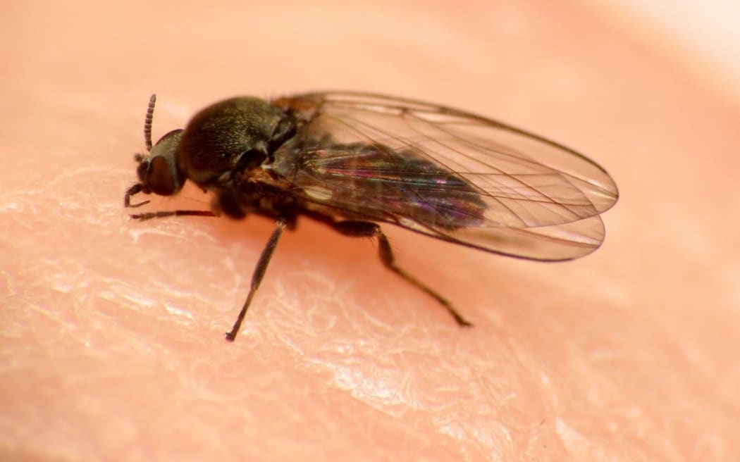 The NZ Native Sandfly
