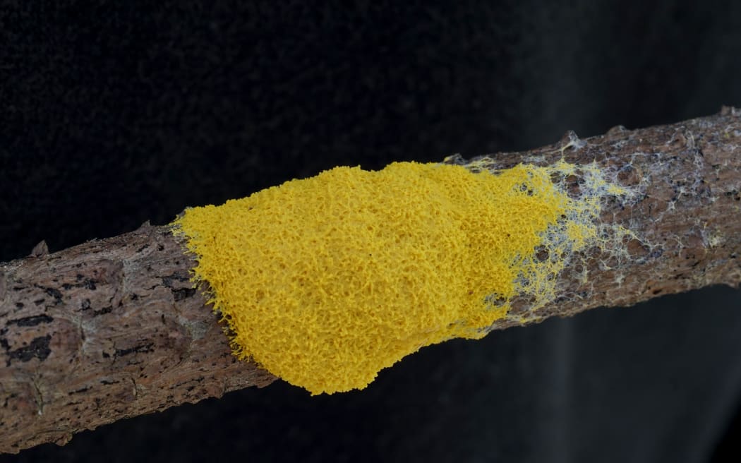 Dog vomit slime mold