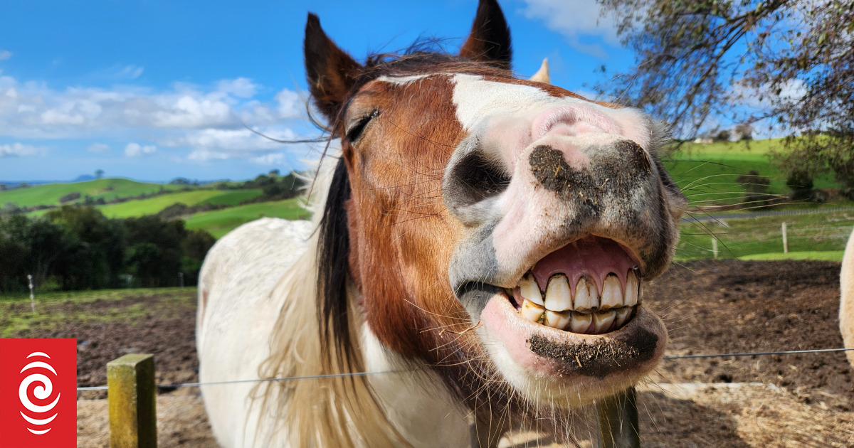 Country Life: Turning animal tricks into teen confidence