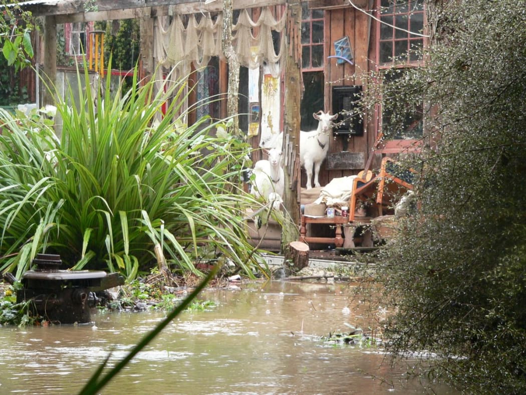 Goats seeking higher ground during the April 2006 flooding in Waitati.