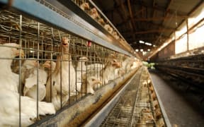 Hens enclosed in an industrial chicken coop China.
Locality : Leshan