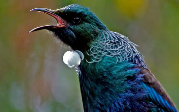 Advice from the beak