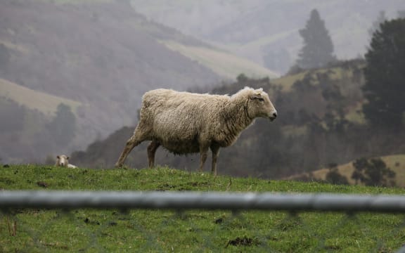 Sheep