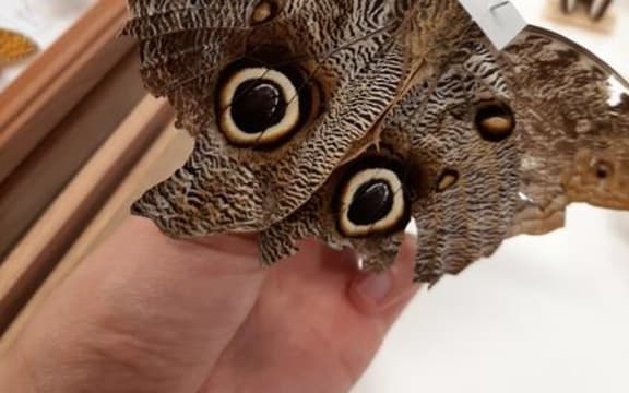 An owl butterfly from Auckland Museum's butterfly collection.