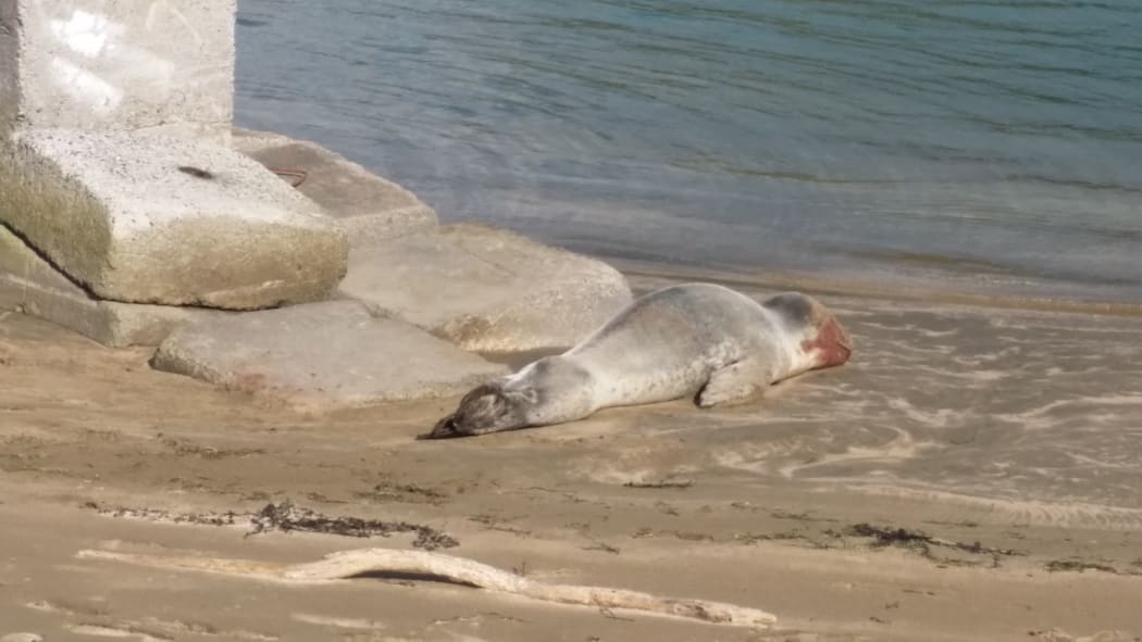 The leopard seal seen injured at Mana Marina.