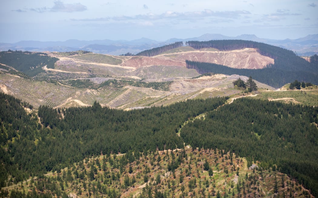 Hawkes Bay Forestry