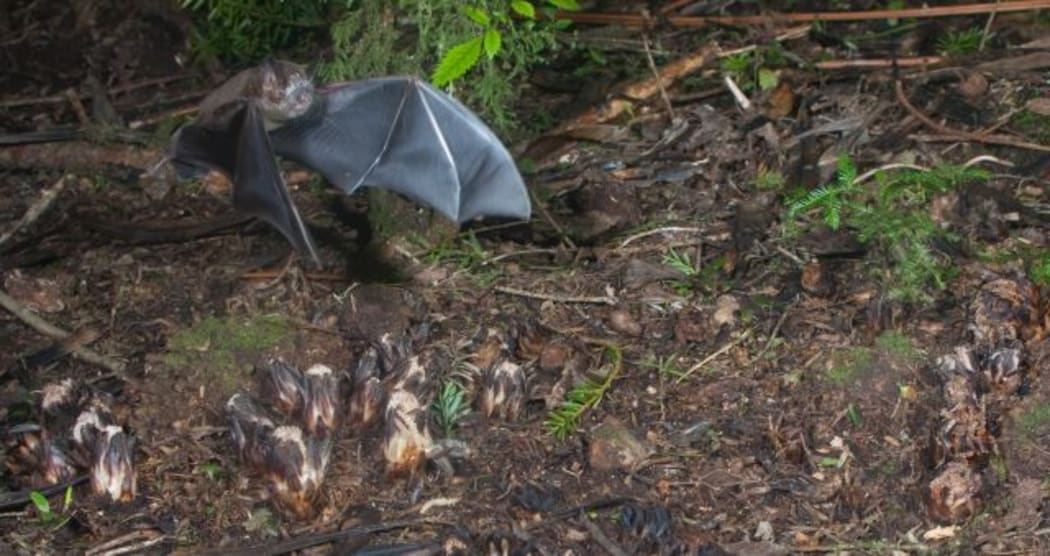 A short-tailed bat flies just above a group of Dactylanthus flowers on the forest floor at Pureora.