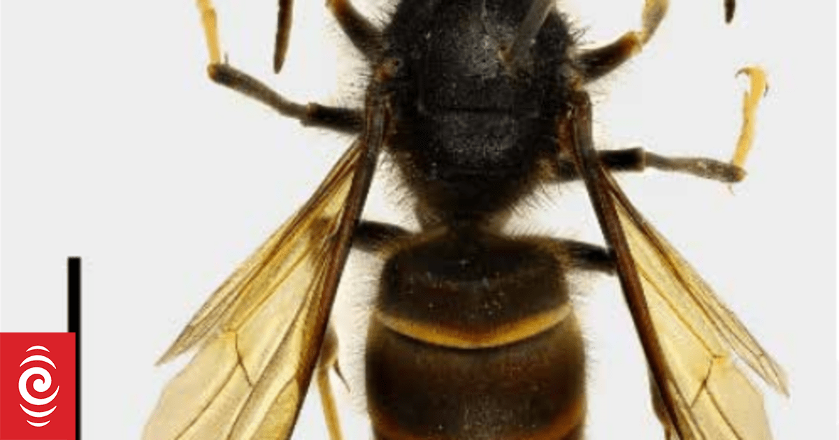 Yellow-legged hornet: The invader putting a multi-billion dollar industry at risk