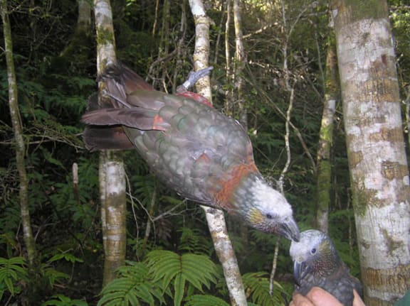 A female kākā with a transmitter.