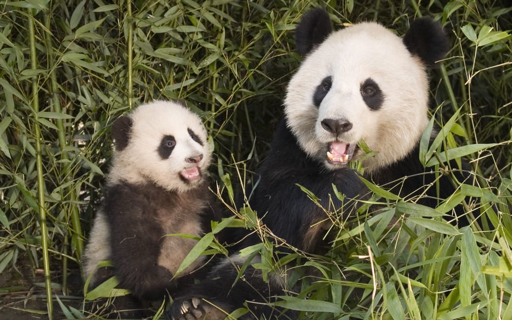 Giant Panda (Ailuropoda melanoleuca) and her cub in bamboo forest, China. 
Biosphoto / Minden Pictures / Mitsuaki Iwago