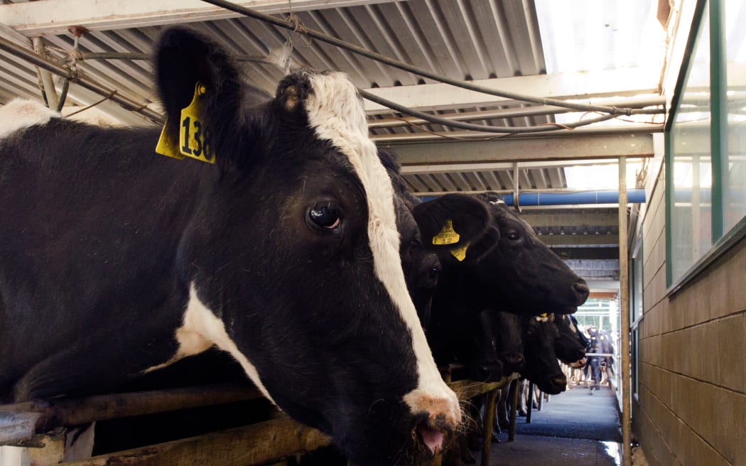 Dairy farming is a major part of the New Zealand economy.