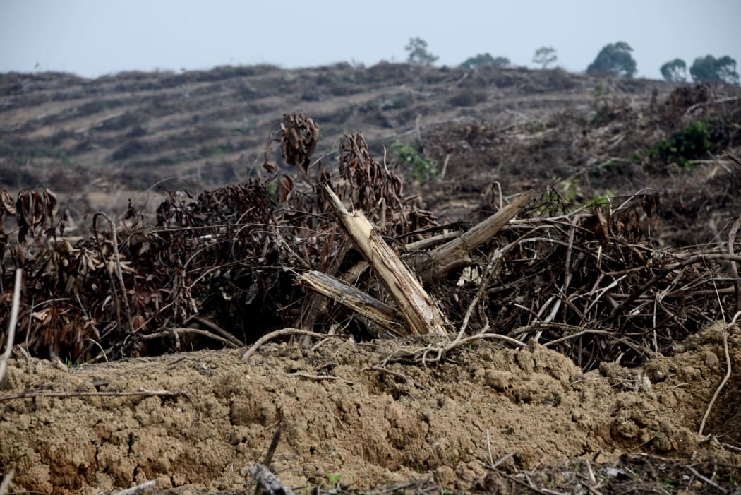 An Indonesian forest cleared to plant oil palm trees, 19 May 2017.
