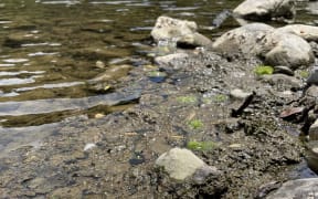 Deatched algal mats accumulated at river's edge