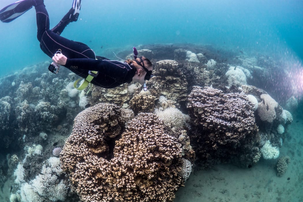 Researcher Rosemary Steinberg examines bleached coral on Lord Howe Is reef.