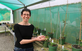 A woman in a black top with short hair and glasses smiles at the camera, while holding the leaf of a small seedling in a green pot. She is in a shadehouse.